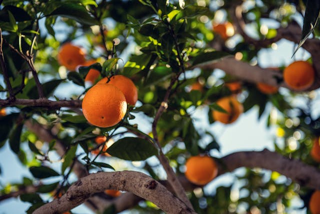 Orange tree with ripe oranges on branches, benefits of using copper sprays on fruit trees