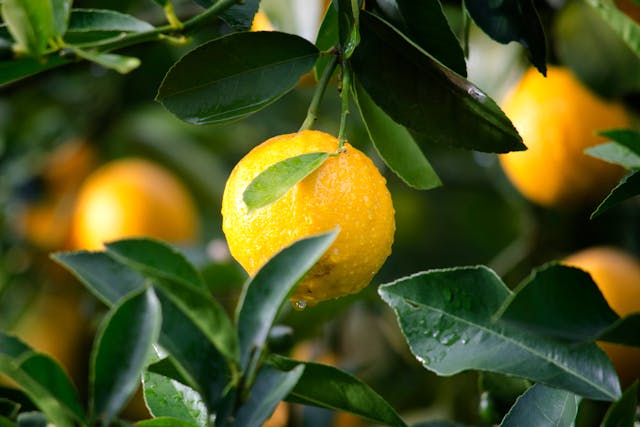 A lemon tree with ripe fruit hanging from the branches