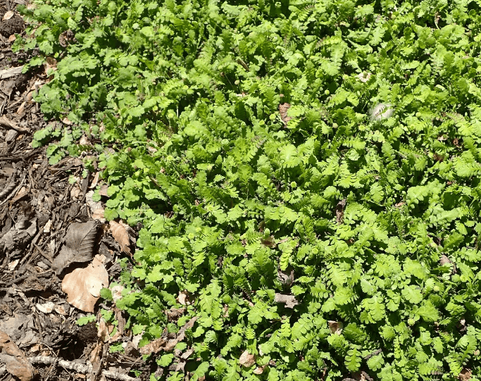 green-leaved ground cover plants, known for their hardiness and low maintenance