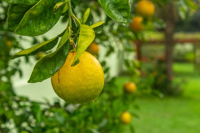 A lemon tree with ripe lemons hanging from it, showcasing the result of proper pruning techniques.