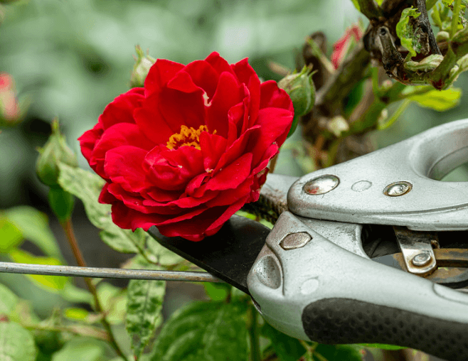 Scissors trimming a red flower, highlighting the importance of pruning roses in New Zealand