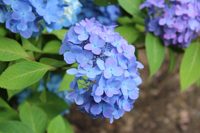 Blue flowers with green leaves, showcasing specific pruning techniques for various Hydrangea varieties
