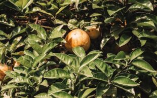 dwarf fruit trees