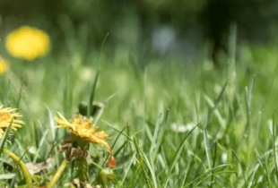 best weed killer nz