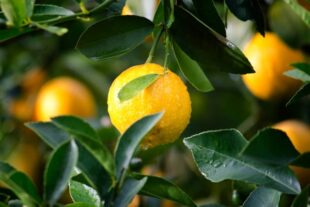 when to prune lemon trees nz