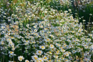 Say Farewell to Weeds: Effective Natural Weed Killer Solutions in NZ