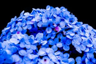 when to prune hydrangeas nz