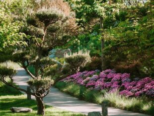 small evergreen trees nz