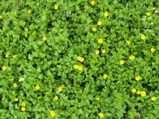 best ground cover plants nz